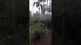 கோடை மழை: இயற்கையின் பேராற்றல் Summer rain: Nature's great power # Jaffna