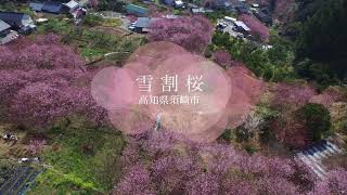 早咲きの雪割桜　高知県須崎市　4K高画質