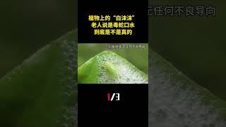 农村植物上的“白色沫沫”，老人说是毒蛇口水，到底是不是真的？（1） #科普 #毒蛇 #沫蝉 #动物