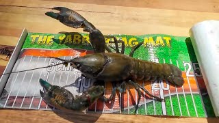 Catching MASSIVE Yabbies | Yabby Catch And Cook In Garlic Butter