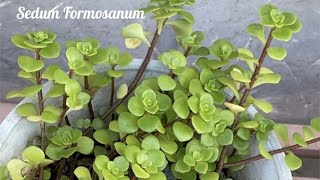 Sedum Formosanum\\セダム　浜万年草(Hamamannengusa)