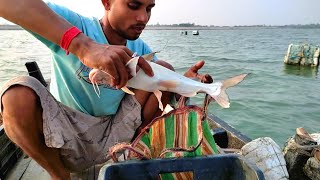 Fishing in Sundarban । সুন্দরবনে বিদ্যাধরী নদীতে আজ কি কি মাছ পেলাম ❓ Sundarban fishing