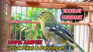 Sirtu/cipoh gacor Variasi Terbaik 100% AMPUH untuk pancingan atau pikat sirtu liar