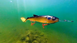 3D Whitefish Shad - Softbait Underwater Action!