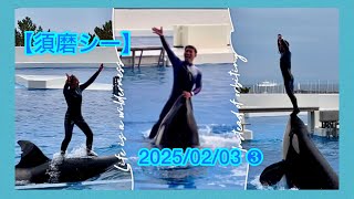 【神戸須磨シーワールド】#シャチ#須磨シー#須磨シーワールドシャチ#kobesumaseaworld   #オルカ #可愛い #stellar #ran 2025/02/03  ❸