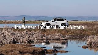 Birdwatching at the Western Treatment Plant - Australia