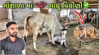 આજે “૨” ગાય વીયાણી | આખલા ને પ્પગ માં લાસ્ટર | Vlog 13/02/2024