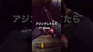 アジングしてたら85cmの魚釣れた日 #shorts