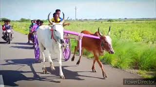 கம்பம் மர காளை வேட்டை தொடங்கும் 🤨