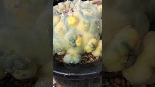 銀冠玉錦　Lophophora fricii　2024 11 12　shorts