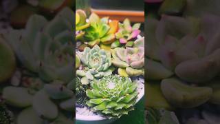 make a mini garden#plants #cactus #garden #flowers #succulent