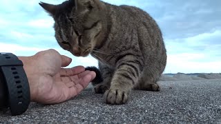 防波堤猫のメルヘン 230130 1804 ロコちゃんと片目のアイちゃん