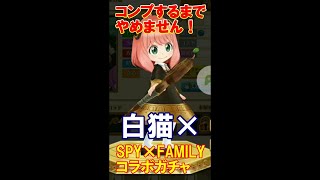 【白猫プロジェクト】【SPY×FAMILY】コラボガチャ！コンプするまでやめません！【ガチャコンプ】