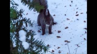 札幌市豊平公園2015 1 14