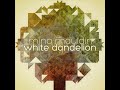 white dandelion