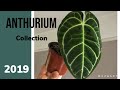 MY ANTHURIUM COLLECTION - 😍🌱