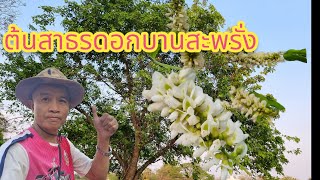 ต้นสาธรดอกบานสะพรั่ง@สวนรพ.สิริกิติ์