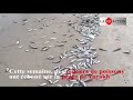 des milliers de poissons ont échoué sur la plage de yarakh dakar