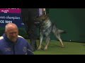 Sound The Alarm! The West Midlands Police Dog Display Are Back...  Crufts 2019