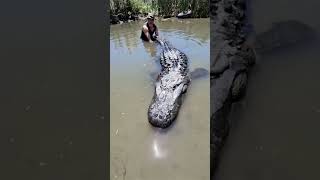 Rare Crocodile