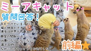 【ミーアキャット】博多への質問に答えてみました！！前編