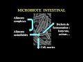 13 11 2024 les microbiotes des recherches aux innovations