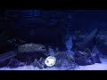 Treasures In Water And Fish Swimming Stock Video