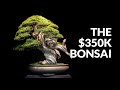 Pohon Bonsai seharga $350.000