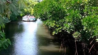 四草綠色隧道｜迷你版亞馬遜 Sicao Green Tunnel｜Travel Taiwan｜台灣台南景點