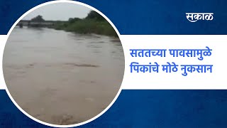 Rain Updates Osmanabad : सततच्या पावसामुळे पिकांचे मोठे नुकसान | Osmanabad | Sakal Media |