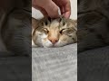 猫を一瞬で寝かせる方法 cat cute