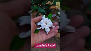 سر الحفاظ على الغاردينيا 😍🌱🌸