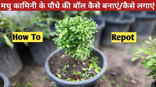 Madhu Kamini Ka Paudha Kaise Lagaen👏Madhu Kamini Plant Cutting👏Kamini Plant Bonsai👌