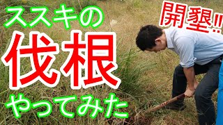 【伐根】素人がススキの伐根をしてみた