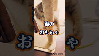 経済的な猫ちゃん。#shorts #ねこ #ねこのいる暮らし