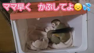 #リスザル日記🐒　【毎晩毛布と戦います😓】#珍獣