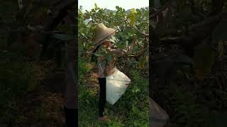 珍珠番石榴3月份套袋，5月就可以採摘了，脆甜好吃爽口          Pearl guava bagging in March, May can be picked, crisp and sweet