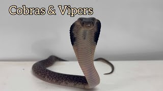 BABY Spitting Cobra, Gaboon Viper, Chinese Cobra, Rinkhals, Cantil