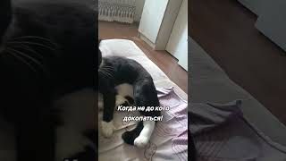 Когда осталась дома одна #2025 #котики #ксюня #funny #cat