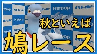 【羽鳥ぽぽぽ】鳩レース解説基礎（後編）【第057羽】