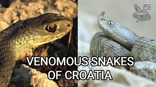 Venomous snakes of Europe - Nose-horned viper and Montpellier snake in Croatia