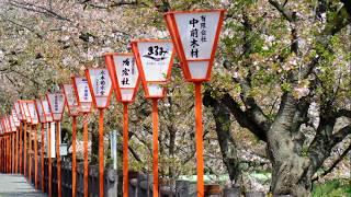 高田千本桜・2018年4月3日