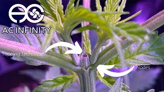 What is Topping & Top Dressing? - The Infinity Grow: S1 EP5