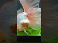 #goldfish #pets #aquarium