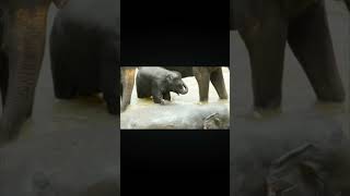 පළමු වතාවට නාන්න ගිය අලි පැටියාගේ සතුට. | Funny Baby Elephant Bathing. #Subscribe Please#subscribe