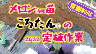 ころたんメロンの定植作業全部見せ