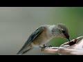 Why Do Hummingbirds Hum?
