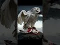 Which Bird Wins in a FIGHT TO THE DEATH