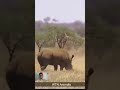 EXTREMELY RARE!! OMG!  The lion is being killed by Rhino Power #shorts