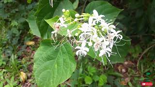 Pinna Flowers | Gas pinna (ගස් පින්න) |  (Clerodendrum infortunatum) #flowers #beautiful #srilanka